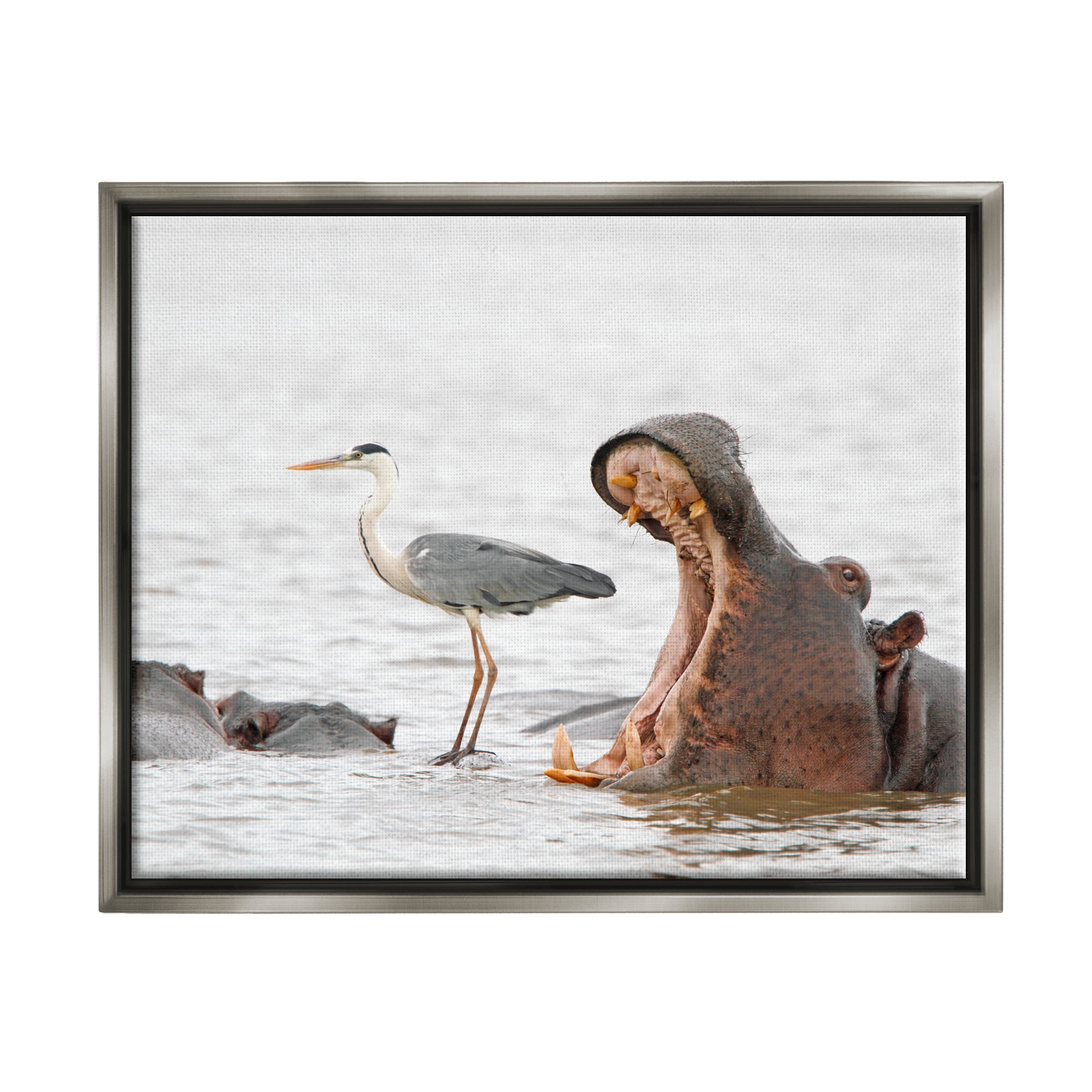 Stupell Industries Hippo & Heron Photography Animals & Insects Photography Gray Floater Framed Canvas Art Print Wall Art, 21 x 17