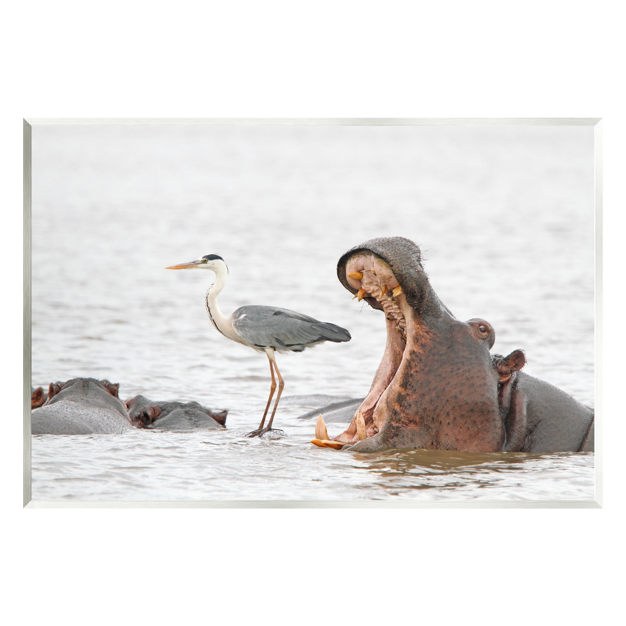 Stupell Industries Hippo & Heron Photography Animals & Insects ...