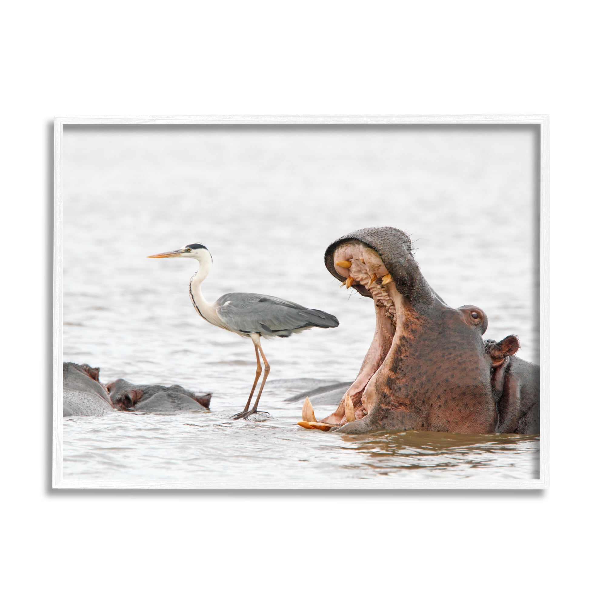 Stupell Industries Hippo & Heron Photography Animals & Insects Photography White Framed Art Print Wall Art, 30 x 24