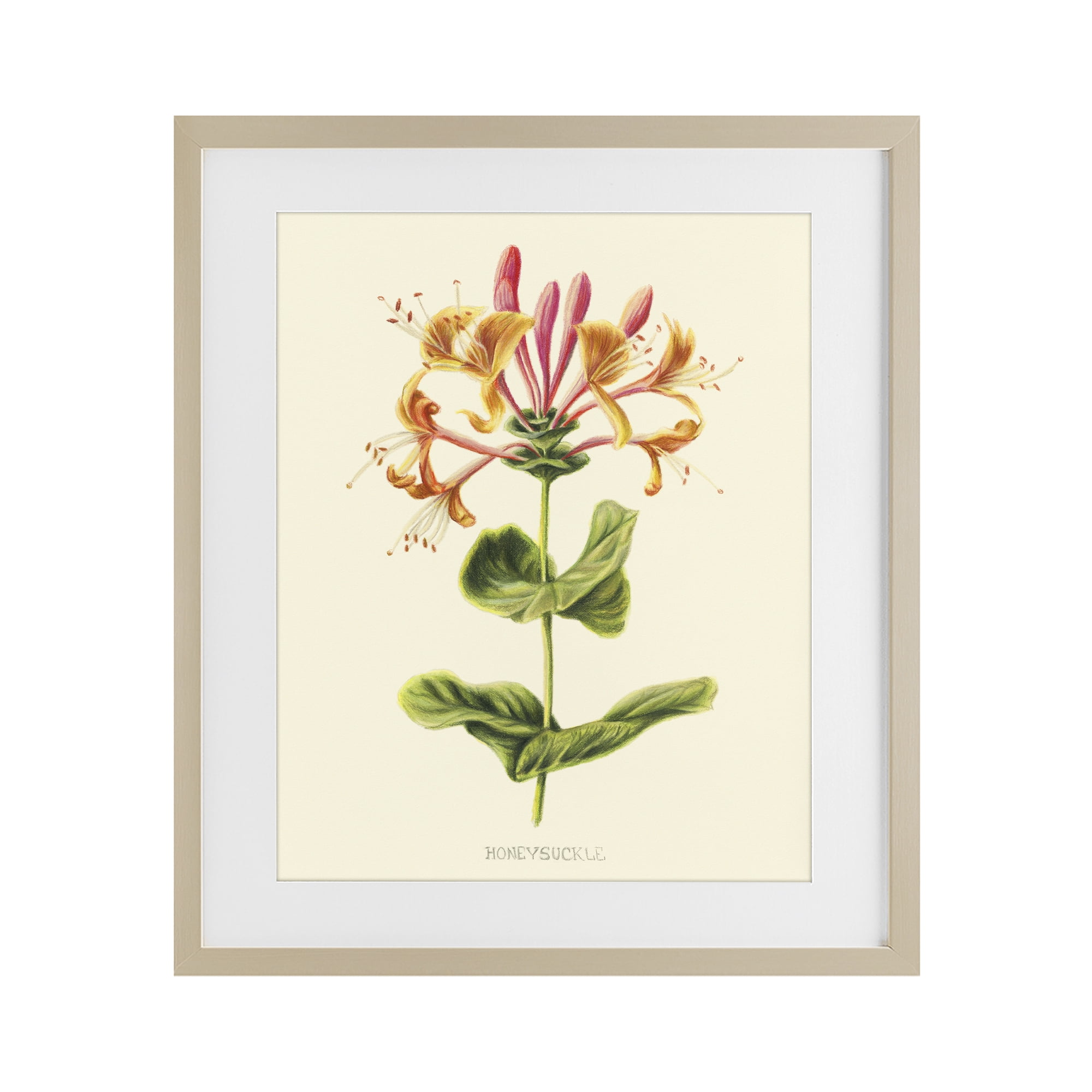 Stupell Industries Honeysuckle Vintage Illustration Birch Framed Print Under Glass, design by Connie Resch