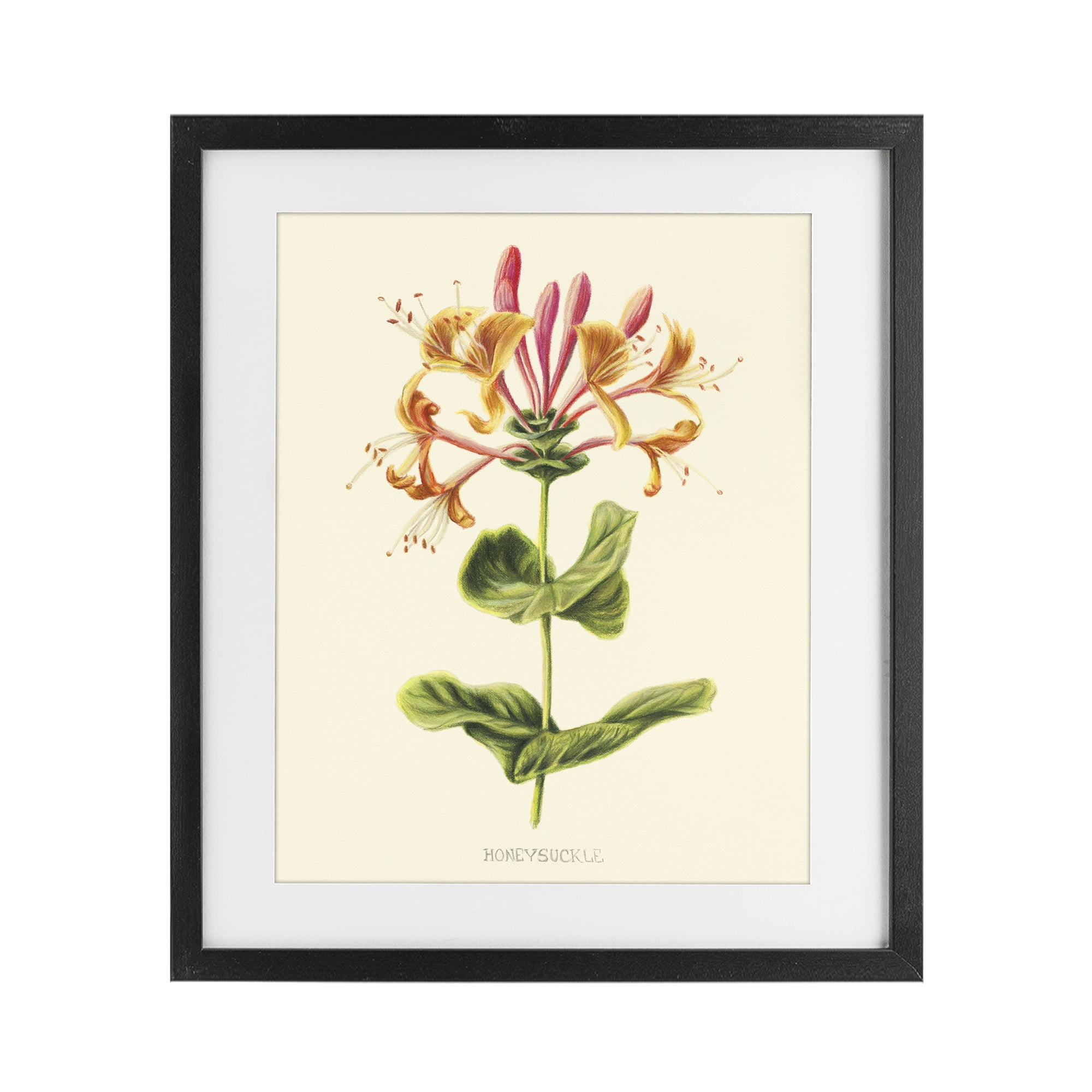Stupell Industries Honeysuckle Vintage Illustration Black Framed Print Under Glass, design by Connie Resch