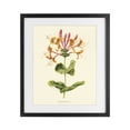 thumbnail image 1 of Stupell Industries Cottage Honeysuckle Vintage Illustration Black Framed Print Under Glass, 13 x 16, by Connie Resch, 1 of 8