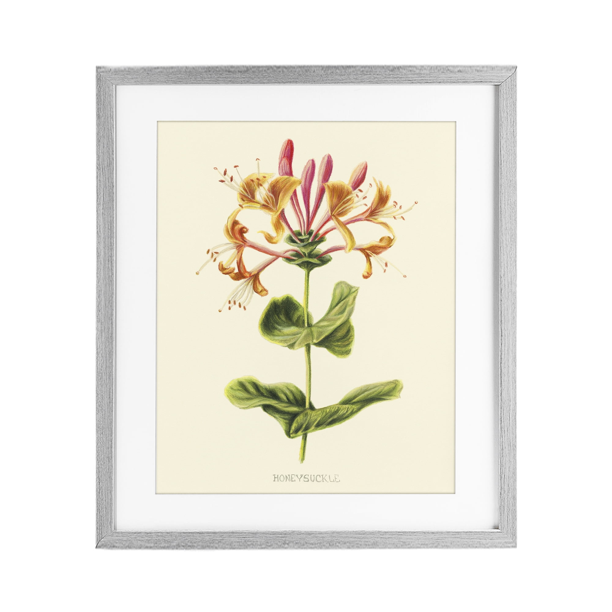 Stupell Industries Honeysuckle Vintage Illustration Gray Framed Print Under Glass, design by Connie Resch