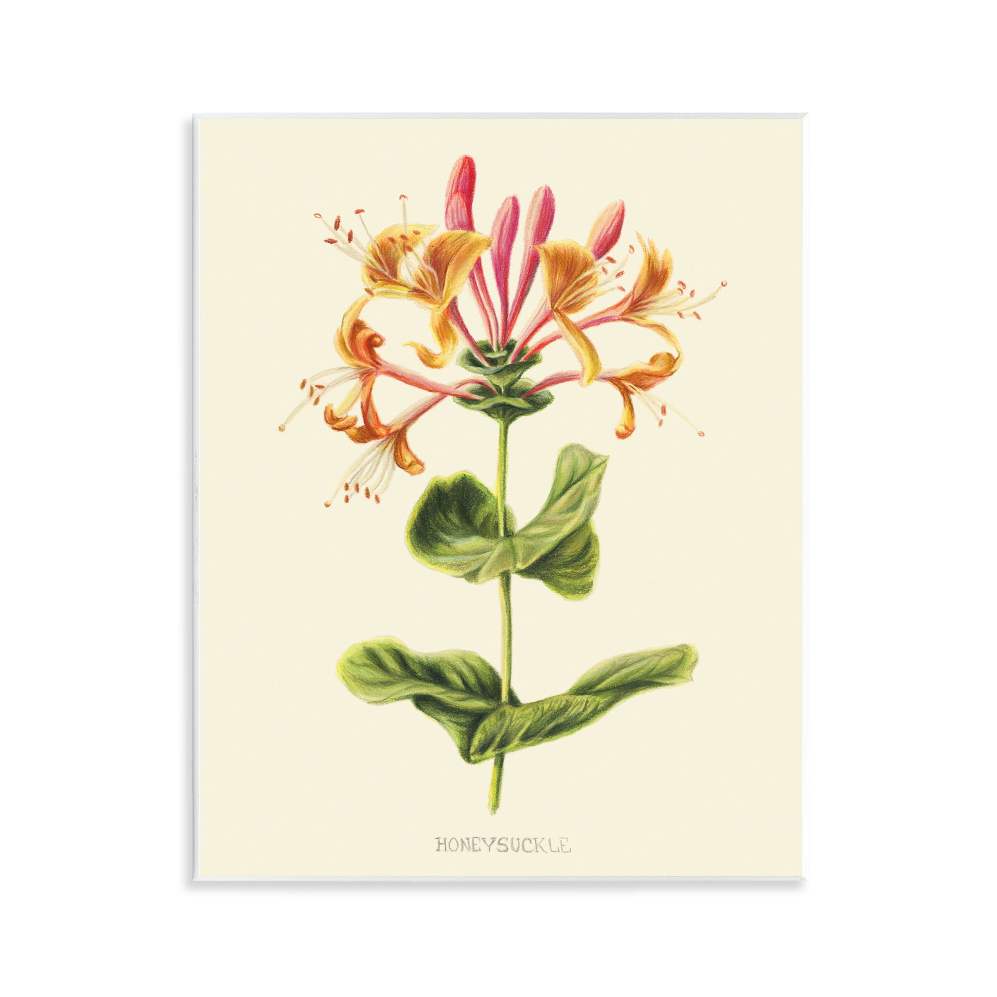 Stupell Industries Honeysuckle Vintage Illustration Wall Plaque Art, design by Connie Resch