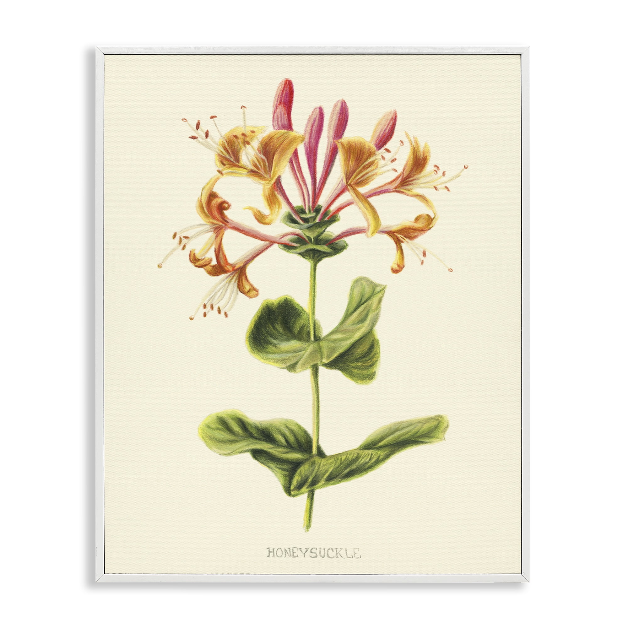 Stupell Industries Honeysuckle Vintage Illustration White Framed Giclee Art, design by Connie Resch