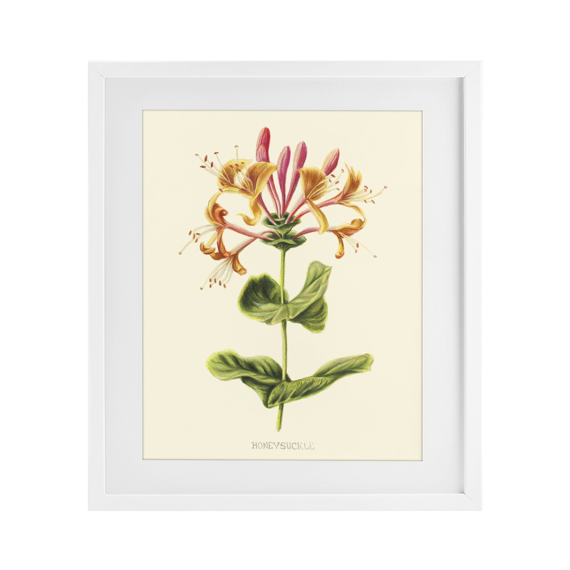 Stupell Industries Honeysuckle Vintage Illustration White Framed Print Under Glass, design by Connie Resch