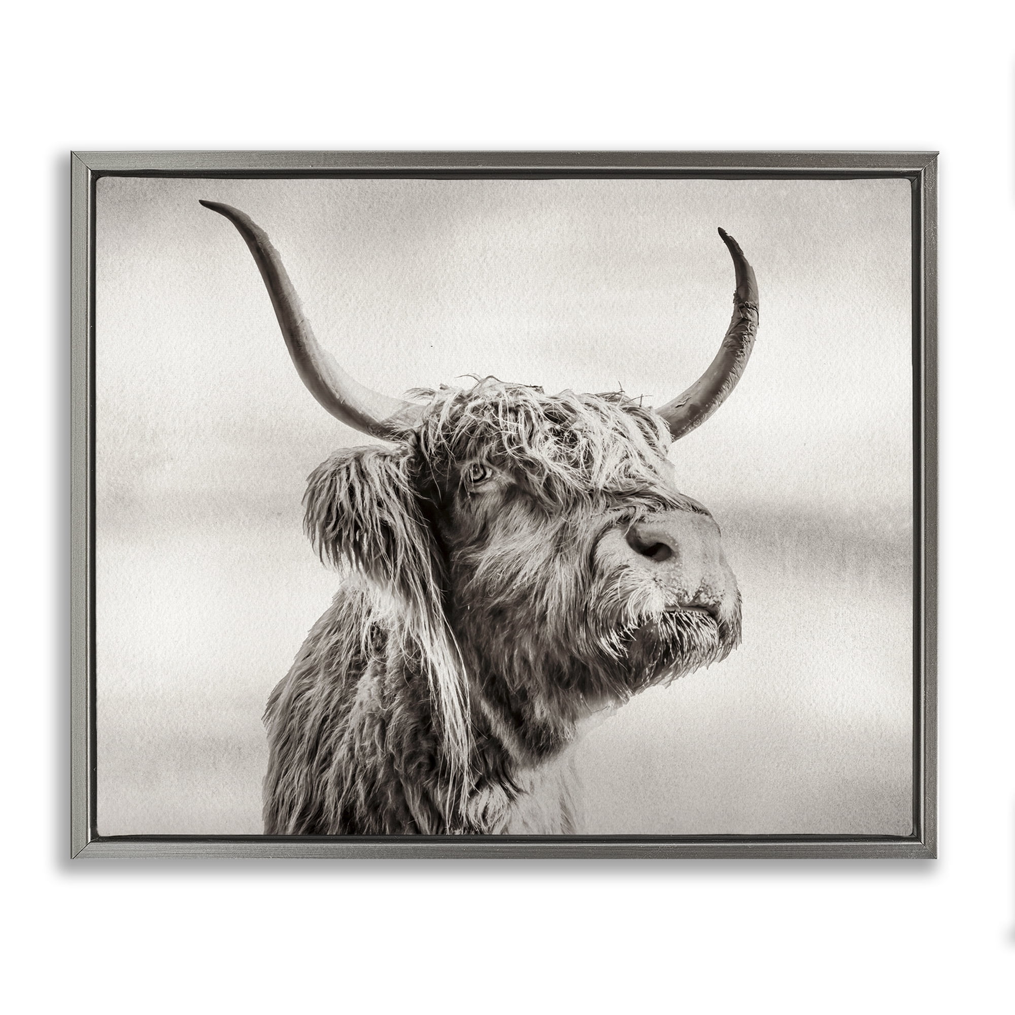 Stupell Industries Horned Highland Cow Gazing Gray Framed Floater Canvas Wall Art, design by Julia Frost