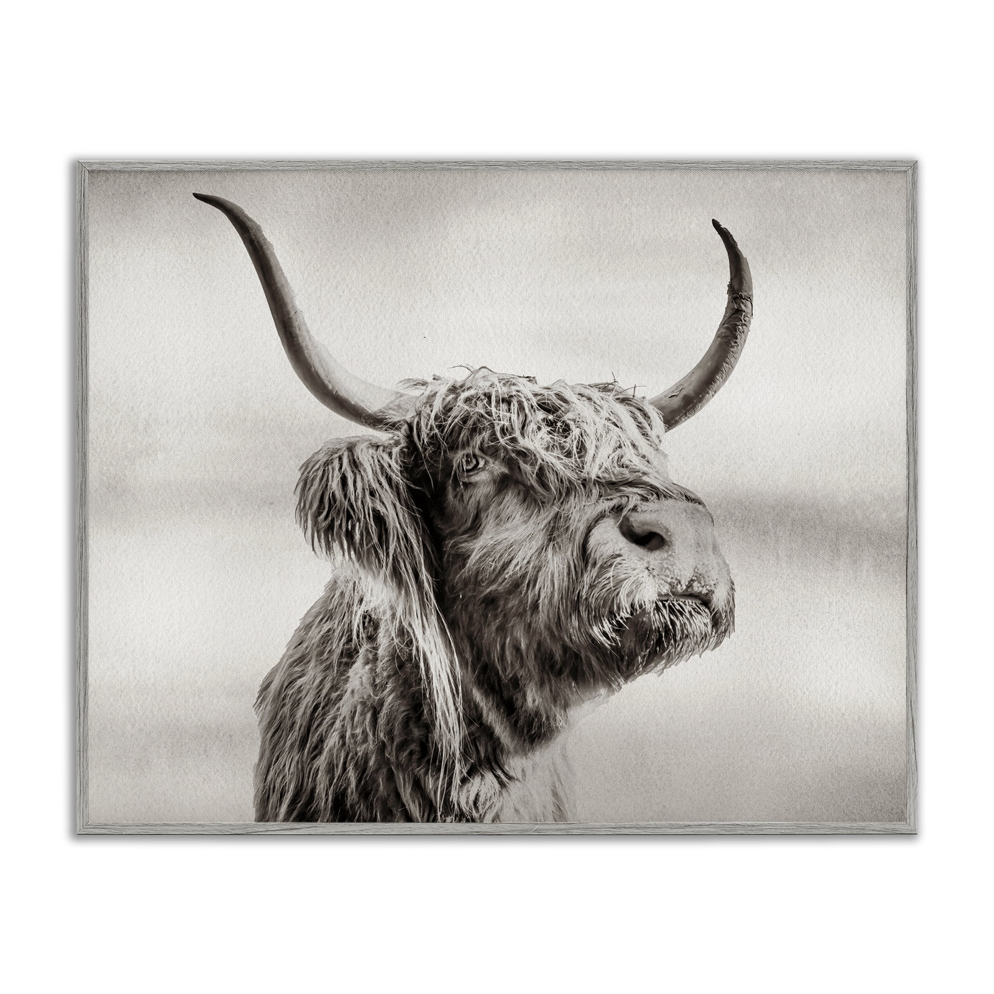 Stupell Industries Horned Highland Cow Gazing Gray Framed Giclee Art, design by Julia Frost