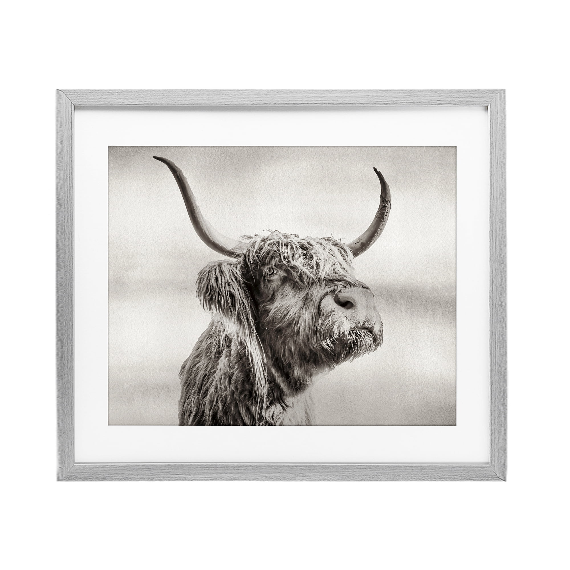 Stupell Industries Horned Highland Cow Gazing Gray Framed Print Under Glass, design by Julia Frost