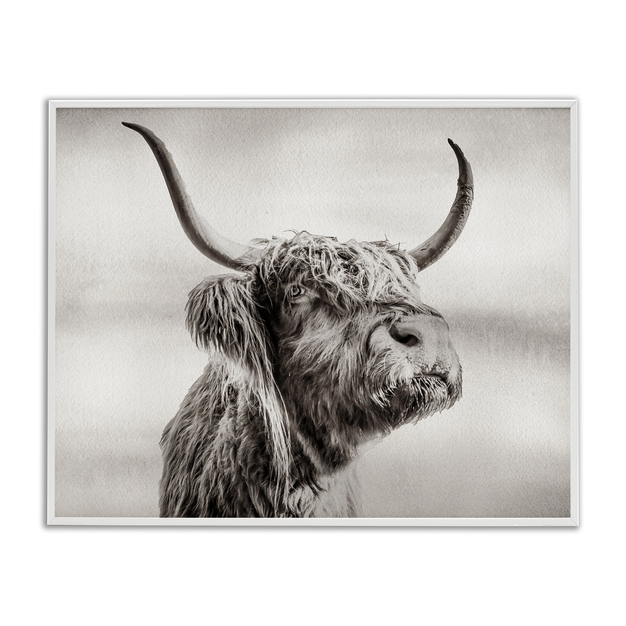 Stupell Industries Horned Highland Cow Gazing White Framed Giclee Art, design by Julia Frost