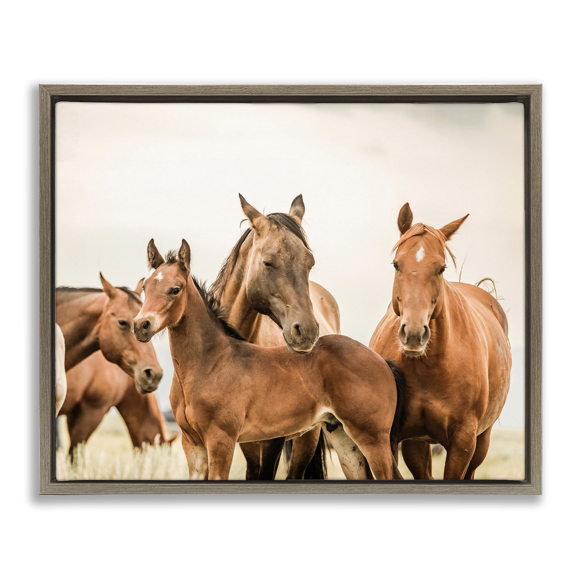 Stupell Industries Horse & Foals Photography Animals & Insects Photography Brown Floater Framed Canvas Art Print Wall Art, 31 x 25