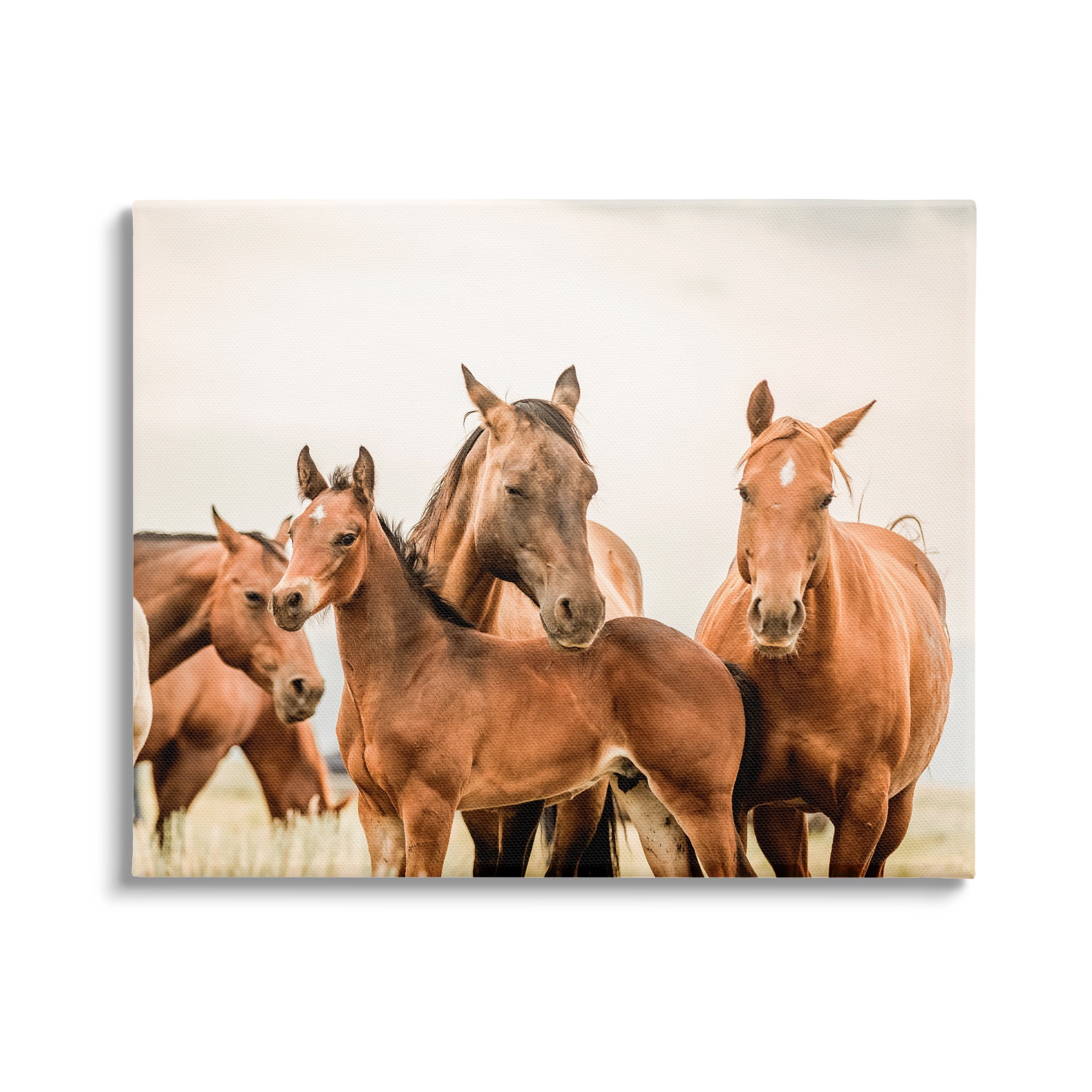 Stupell Industries Horse & Foals Photography Animals & Insects Photography Gallery Wrapped Canvas Art Print Wall Art, 48 x 36