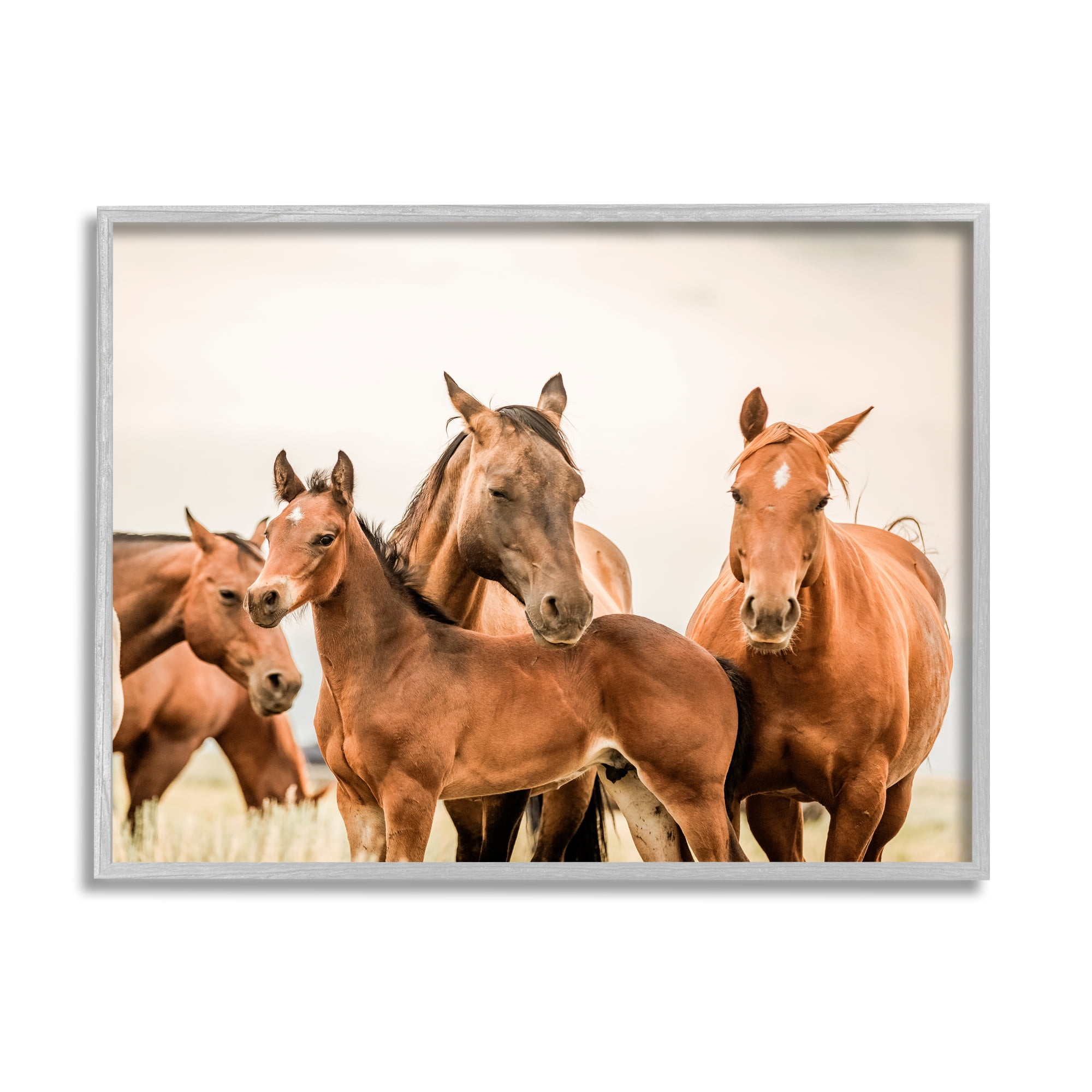 Stupell Industries Horse & Foals Photography Animals & Insects Photography Gray Framed Art Print Wall Art, 30 x 24