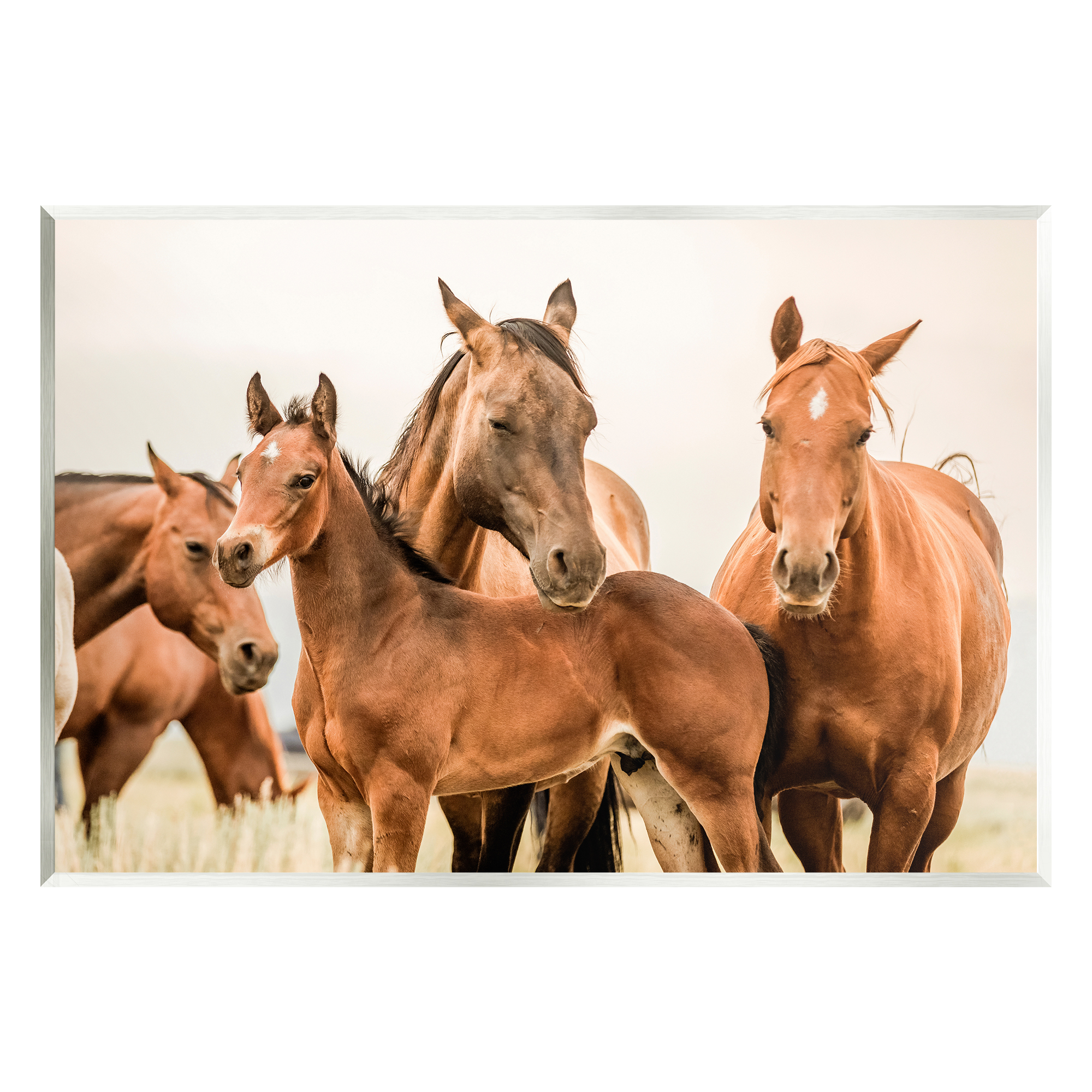 Stupell Industries Horse & Foals Photography Animals & Insects Photography Unframed Art Print Wall Art, 19 x 13