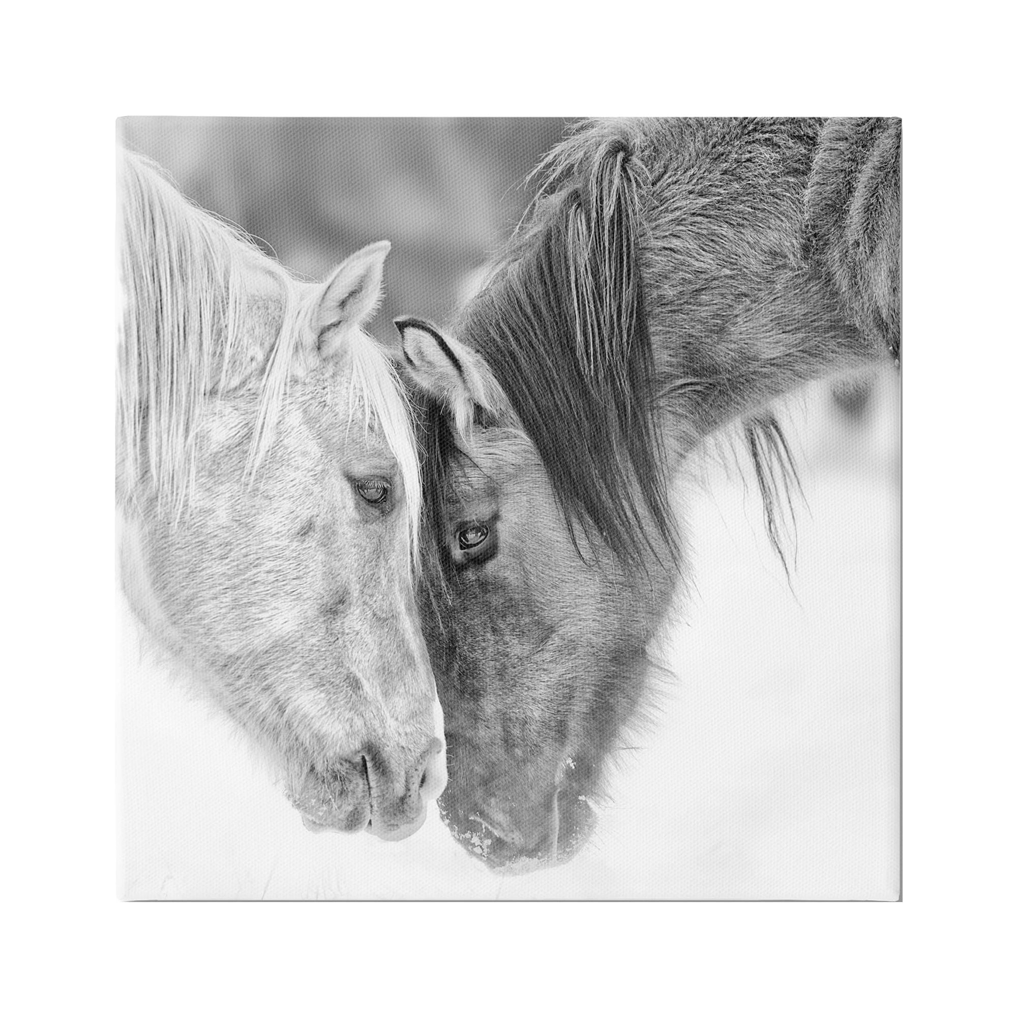 Stupell Industries Horse Hug Photography Animals & Insects Photography Gallery Wrapped Canvas Art Print Wall Art, 36 x 36