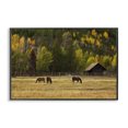 thumbnail image 1 of Stupell Industries Rustic Lodge Horses In Jackson Hole Black Framed Giclee Art, 18 x 12, by Scott Stulberg, 1 of 8