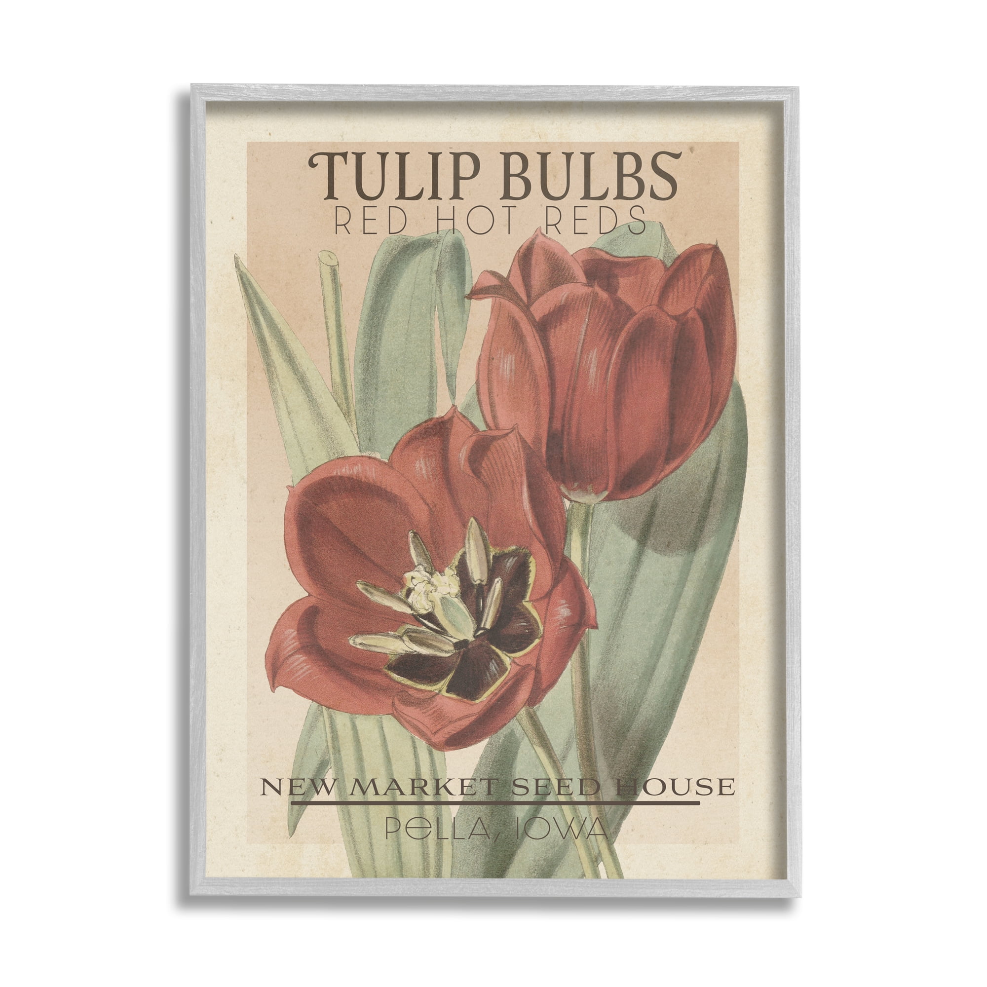 Stupell Industries Hot Red Tulip Bulbs Antique Floral Seed Packet Botanical & Floral Painting Gray Framed Art Print Wall Art, 24 x 30