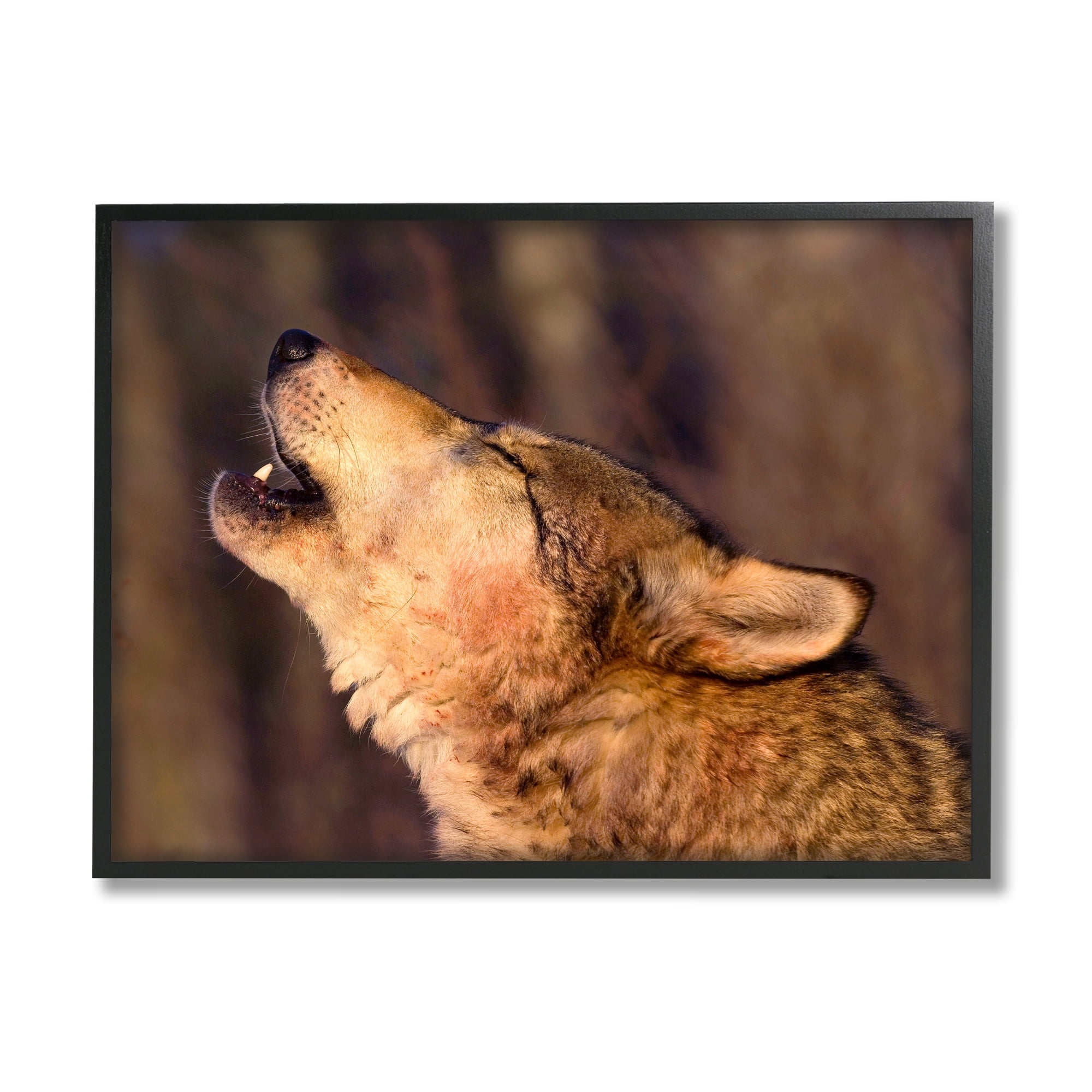 Stupell Industries Howling Wolf Photography Animals & Insects Photography Black Framed Art Print Wall Art, 20 x 16