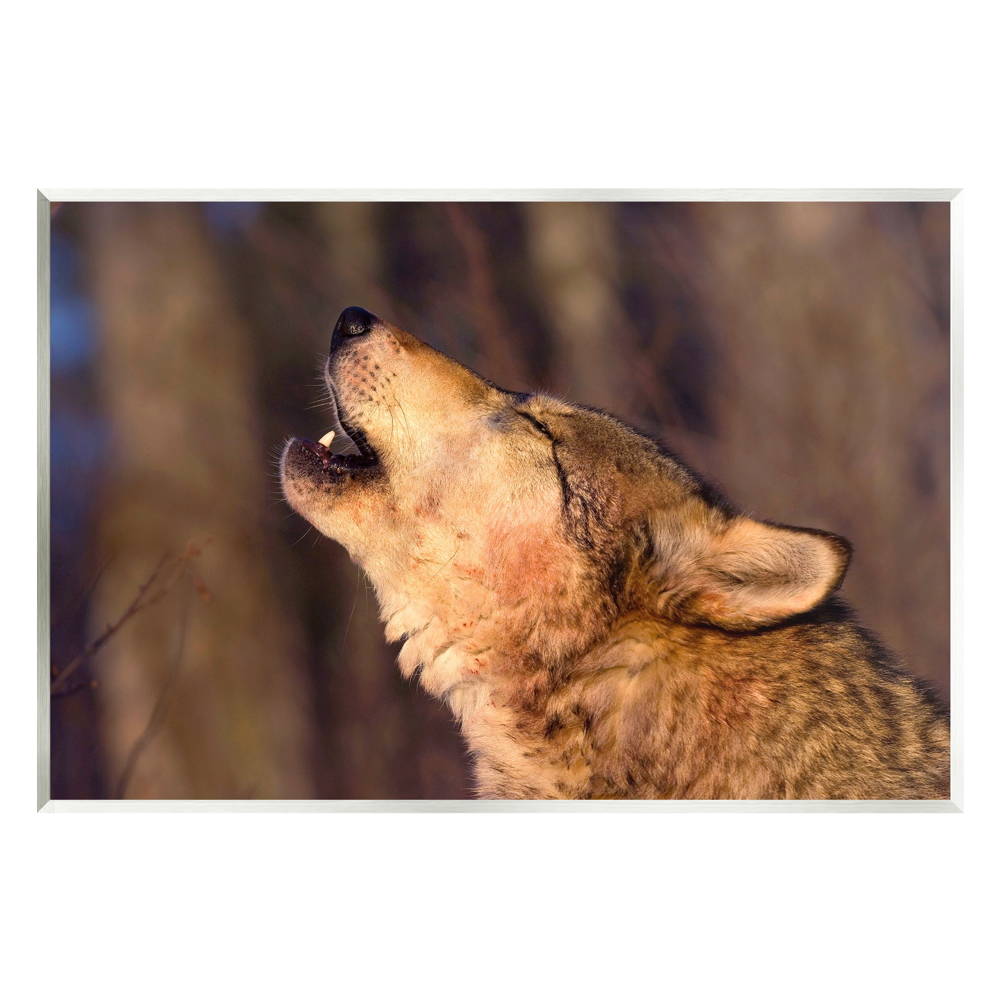 Stupell Industries Howling Wolf Photography Animals & Insects Photography Unframed Art Print Wall Art, 19 x 13