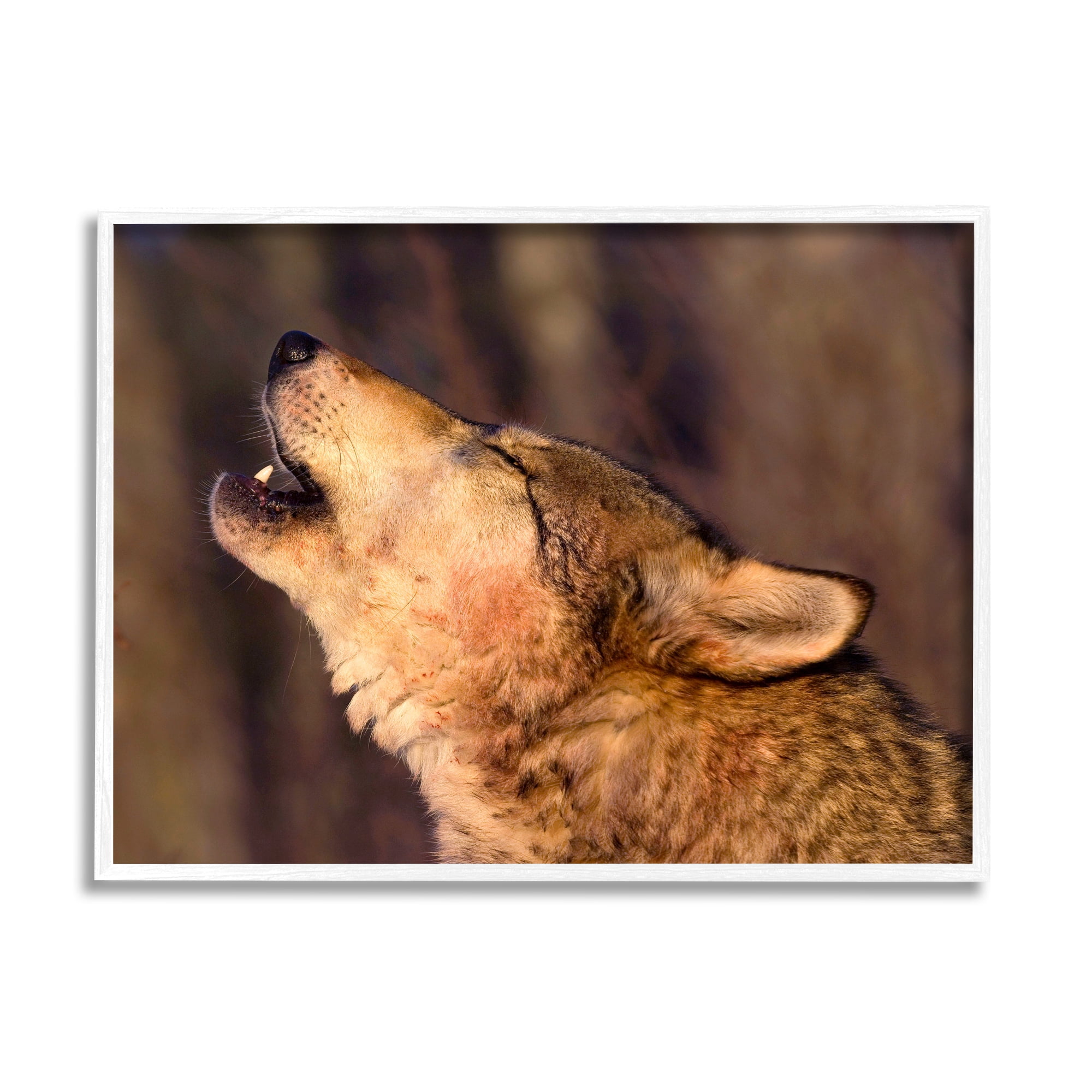 Stupell Industries Howling Wolf Photography Animals & Insects Photography White Framed Art Print Wall Art, 14 x 11