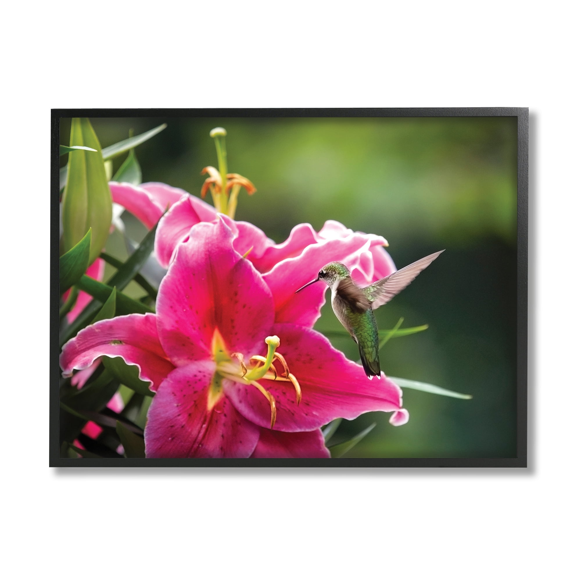 Stupell Industries Hummingbird with Hibiscus Animals & Insects Photography Black Framed Art Print Wall Art, 30 x 24