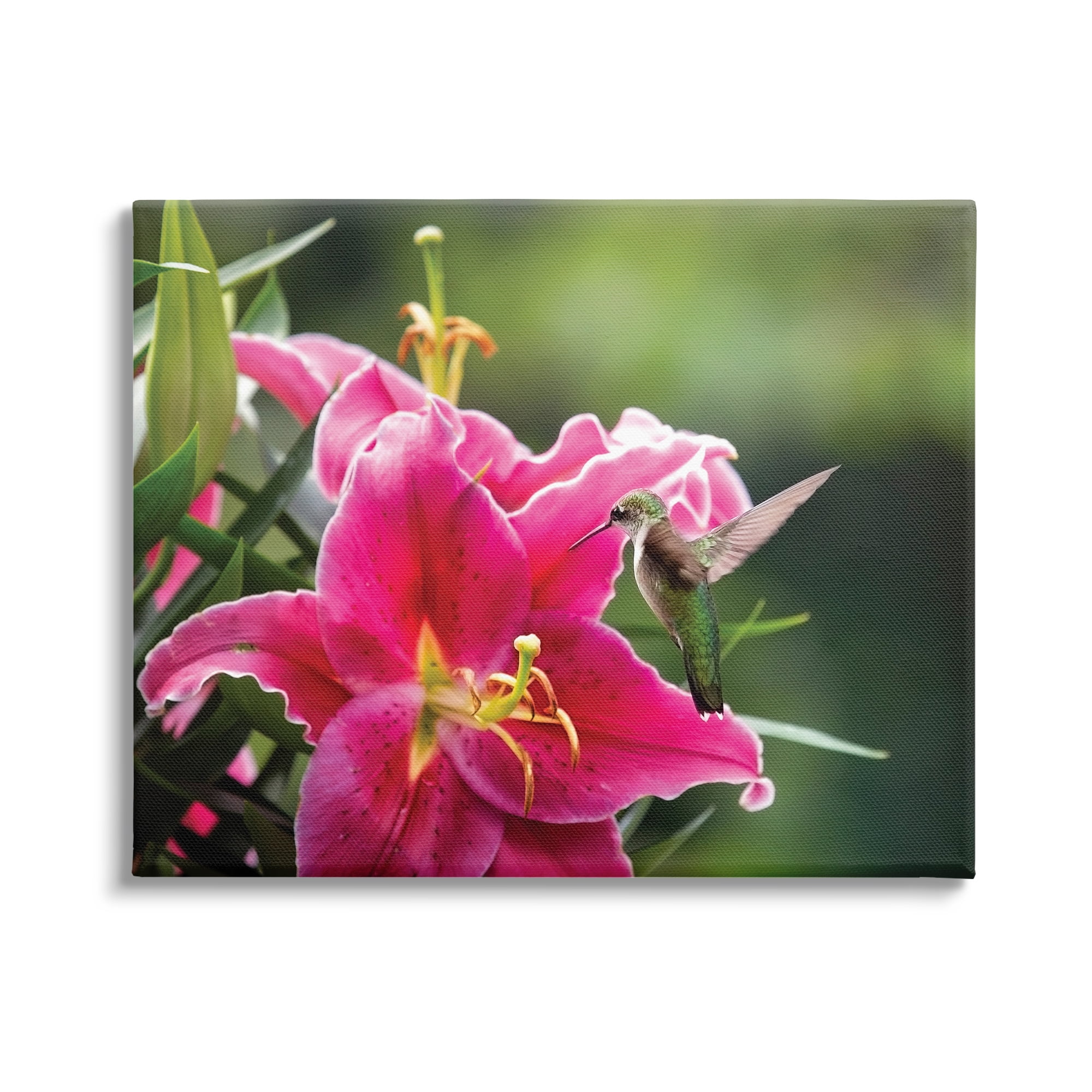 Stupell Industries Hummingbird with Hibiscus Animals & Insects Photography Gallery Wrapped Canvas Print Wall Art, 40 x 30