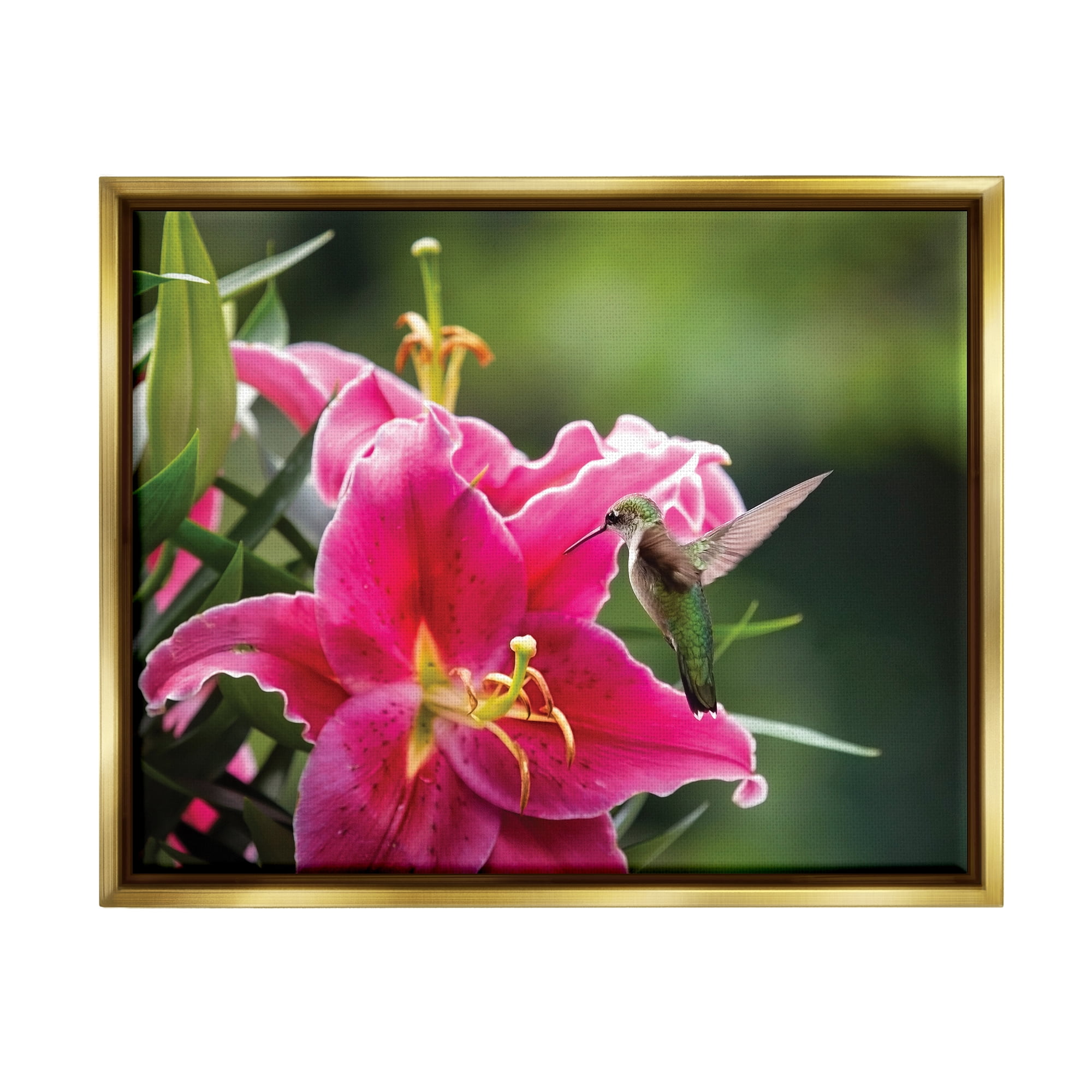 Stupell Industries Hummingbird with Hibiscus Animals & Insects Photography Gold Floater Framed Art Print Wall Art, 21 x 17