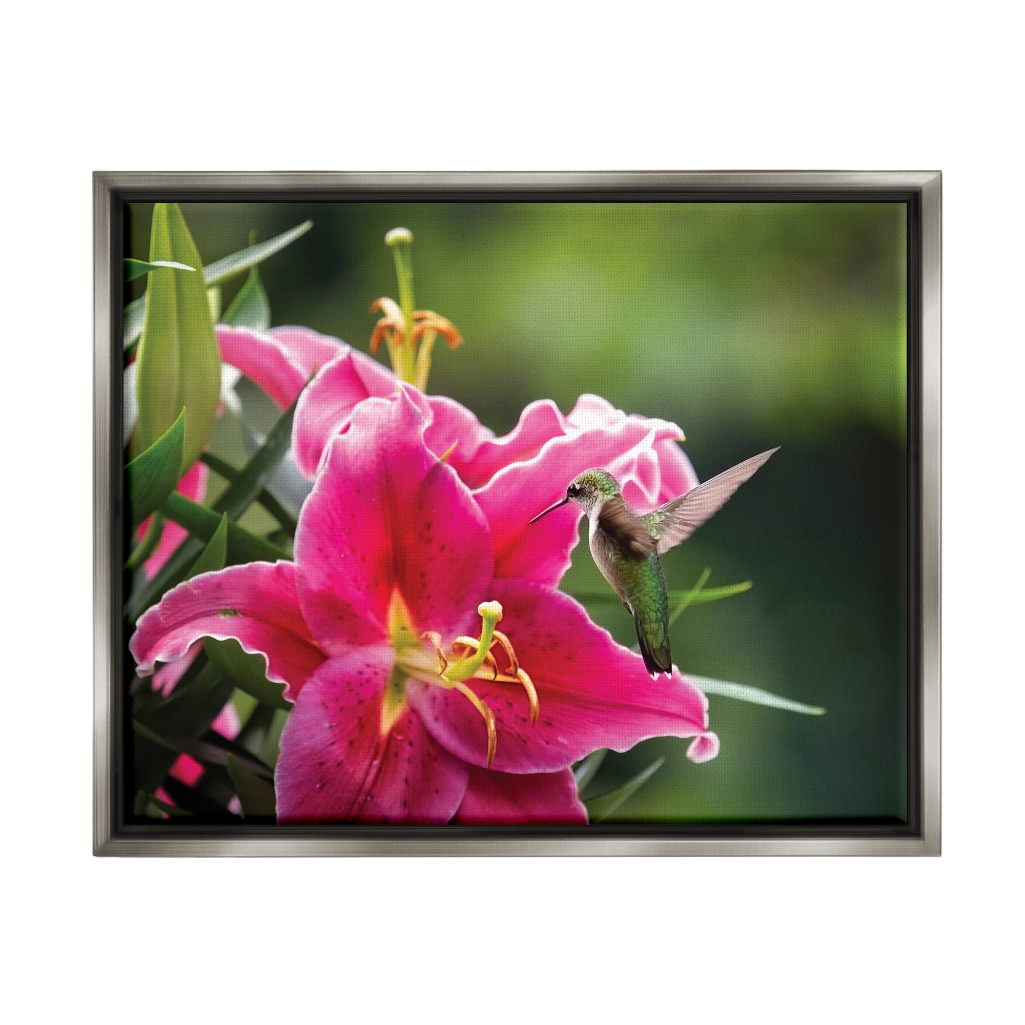 Stupell Industries Hummingbird with Hibiscus Animals & Insects Photography Gray Floater Framed Art Print Wall Art, 31 x 25