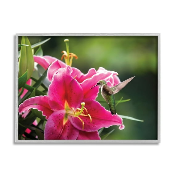 Stupell Industries Hummingbird with Hibiscus Animals & Insects Photography Gray Framed Art Print Wall Art, 30 x 24