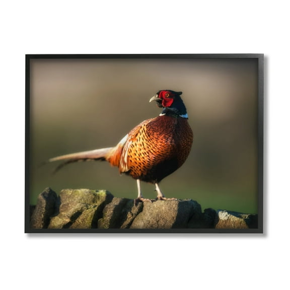 Stupell Industries Illuminated Pheasant Bird Standing Woodland Nature Scenery Photograph Black Framed Art Print Wall Art, Design by James Dobson
