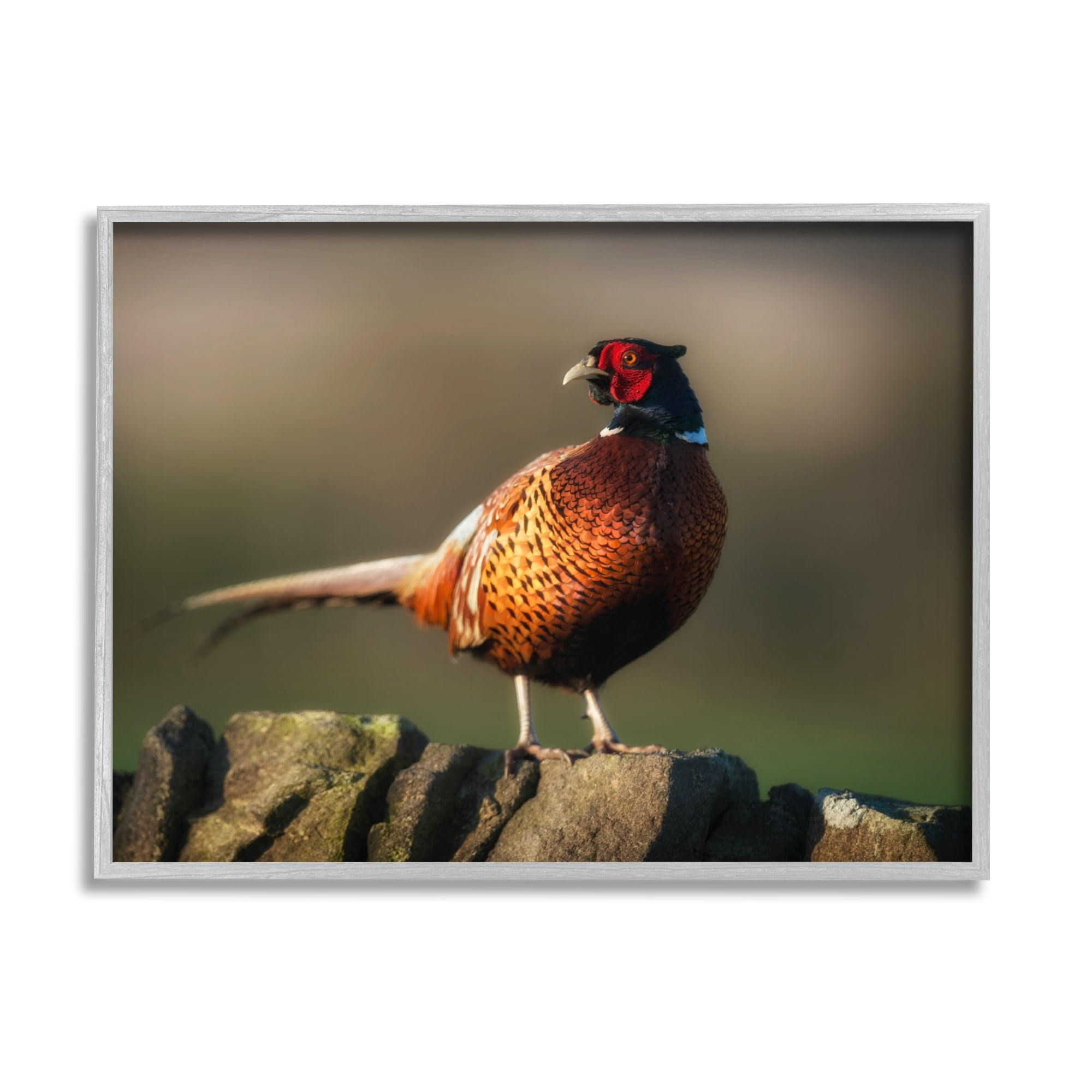 Stupell Industries Illuminated Pheasant Bird Standing Woodland Nature Scenery Photograph Gray Framed Art Print Wall Art, Design by James Dobson