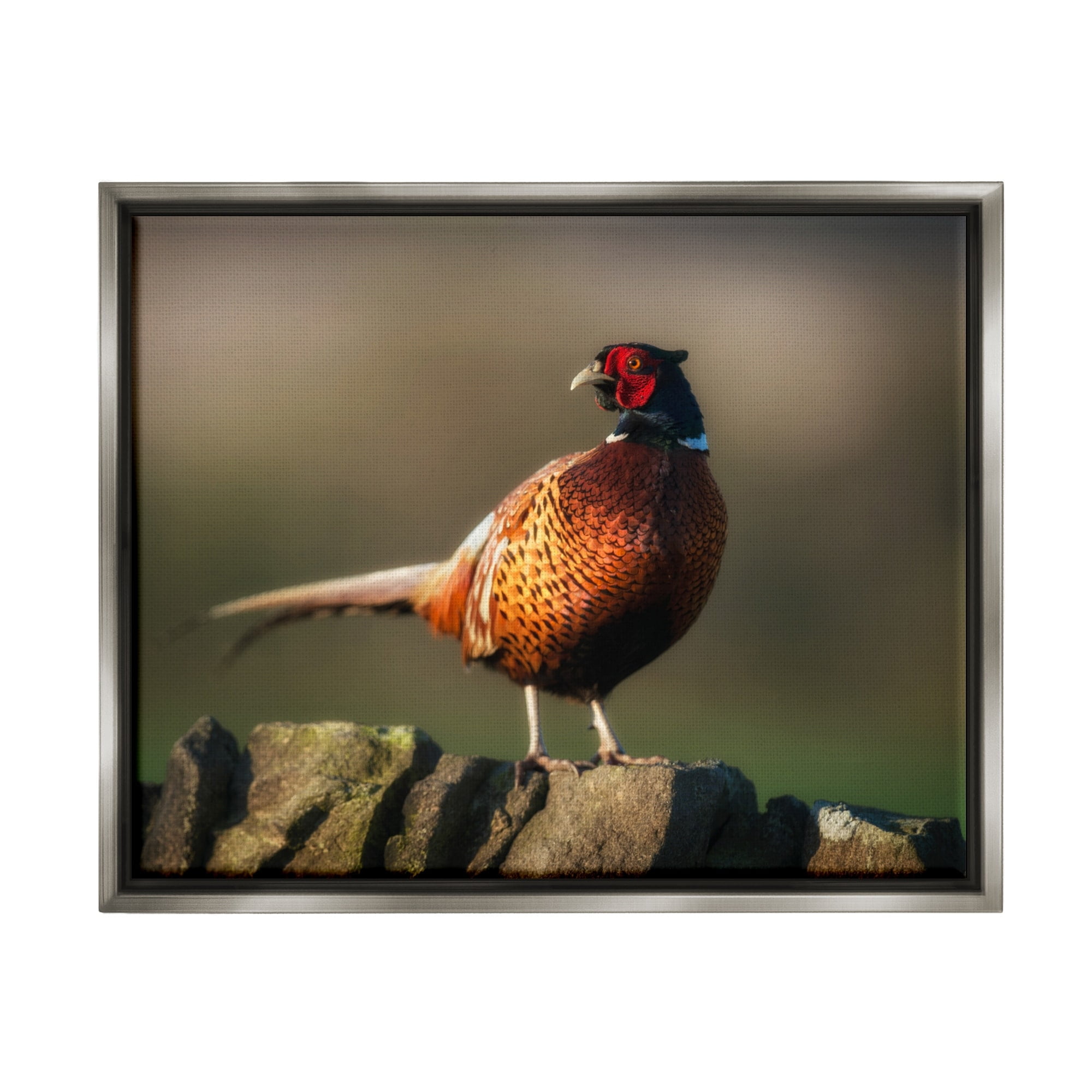 Stupell Industries Illuminated Pheasant Bird Standing Woodland Nature Scenery Photograph Luster Gray Floating Framed Canvas Print Wall Art, Design by James Dobson