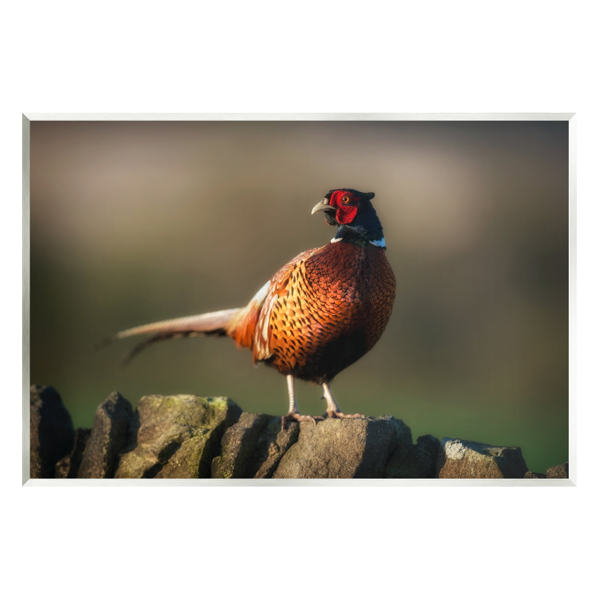 Stupell Industries Illuminated Pheasant Bird Standing Woodland Nature Scenery Photograph Unframed Art Print Wall Art, Design by James Dobson