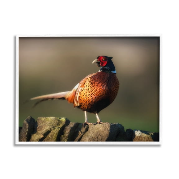 Stupell Industries Illuminated Pheasant Bird Standing Woodland Nature Scenery Photograph White Framed Art Print Wall Art, Design by James Dobson