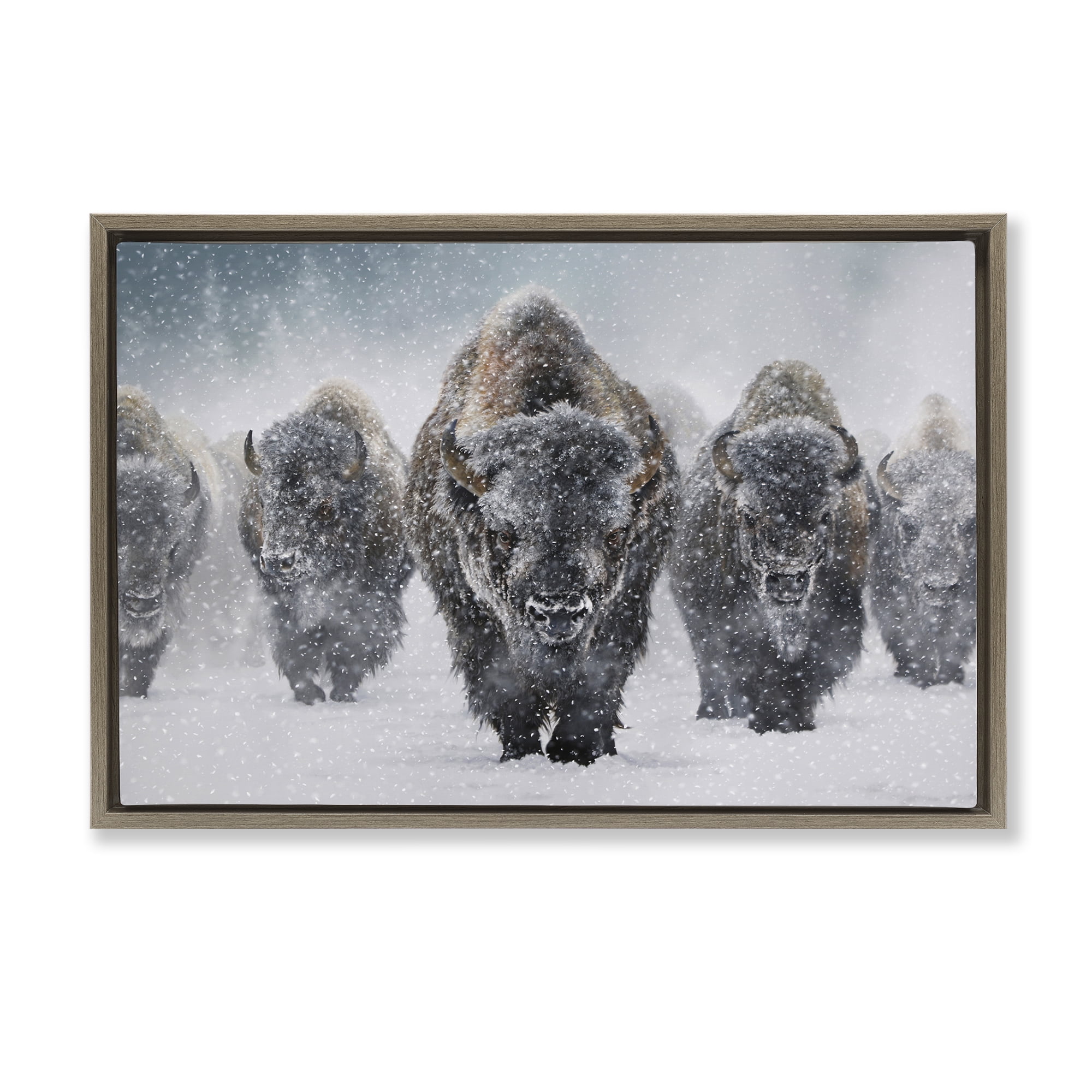 Stupell Industries Indomitable Bison in Snow Animals Photography Brown Floater Framed Canvas Art Print Wall Art, 31 x 21