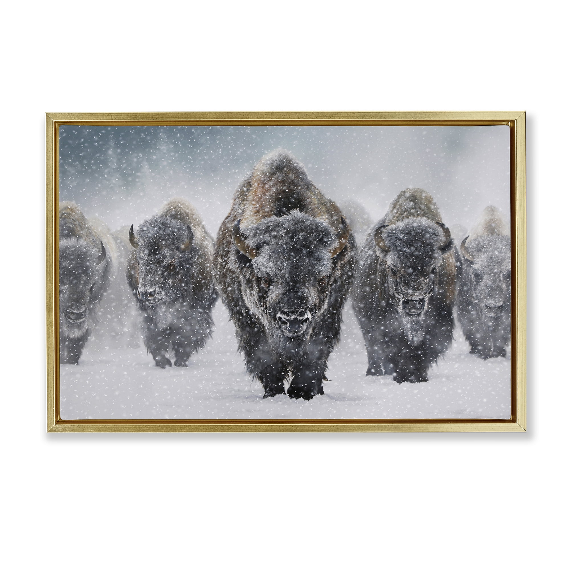 Stupell Industries Indomitable Bison in Snow Animals Photography Gold Floater Framed Canvas Art Print Wall Art, 25 x 17