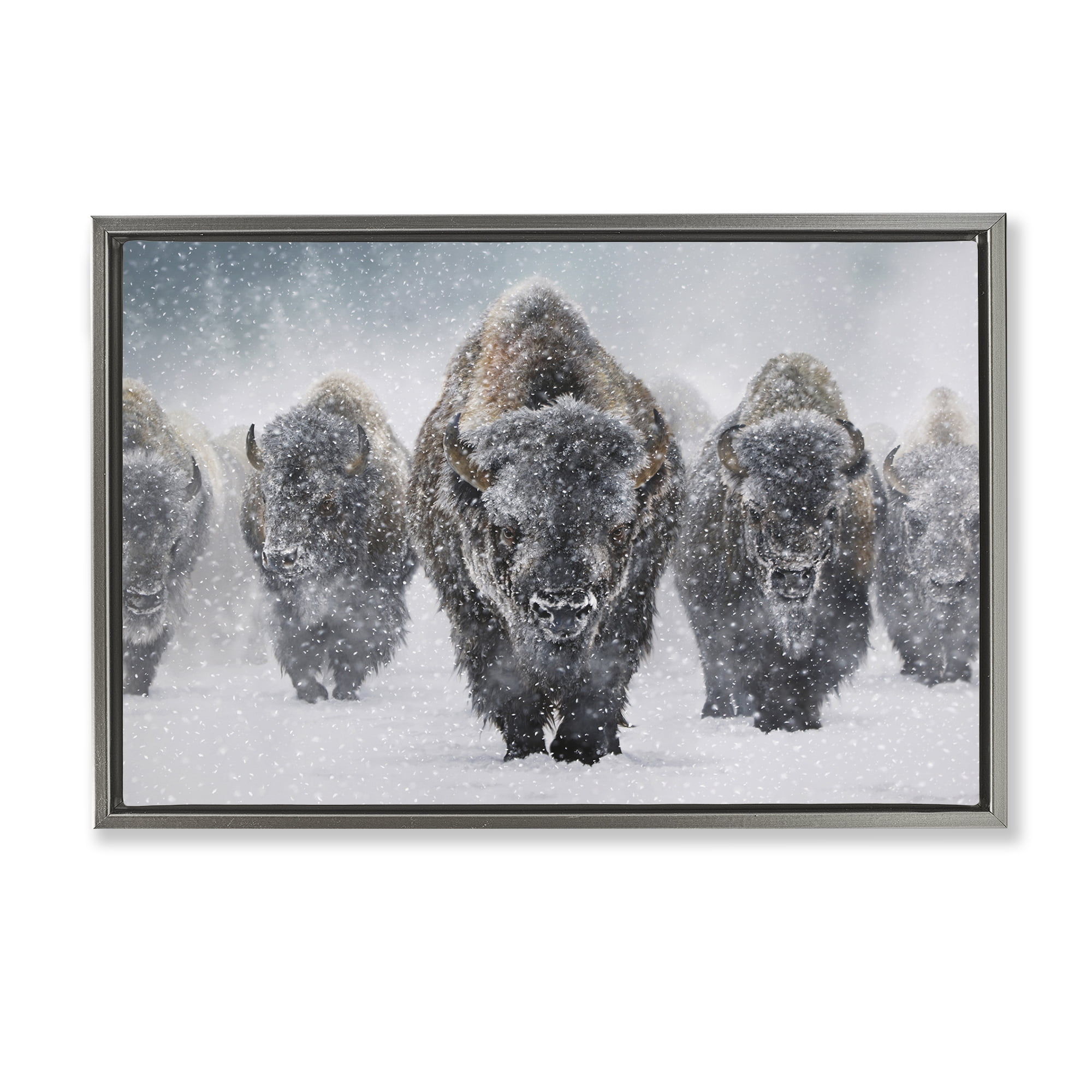 Stupell Industries Indomitable Bison in Snow Animals Photography Gray Floater Framed Canvas Art Print Wall Art, 31 x 21