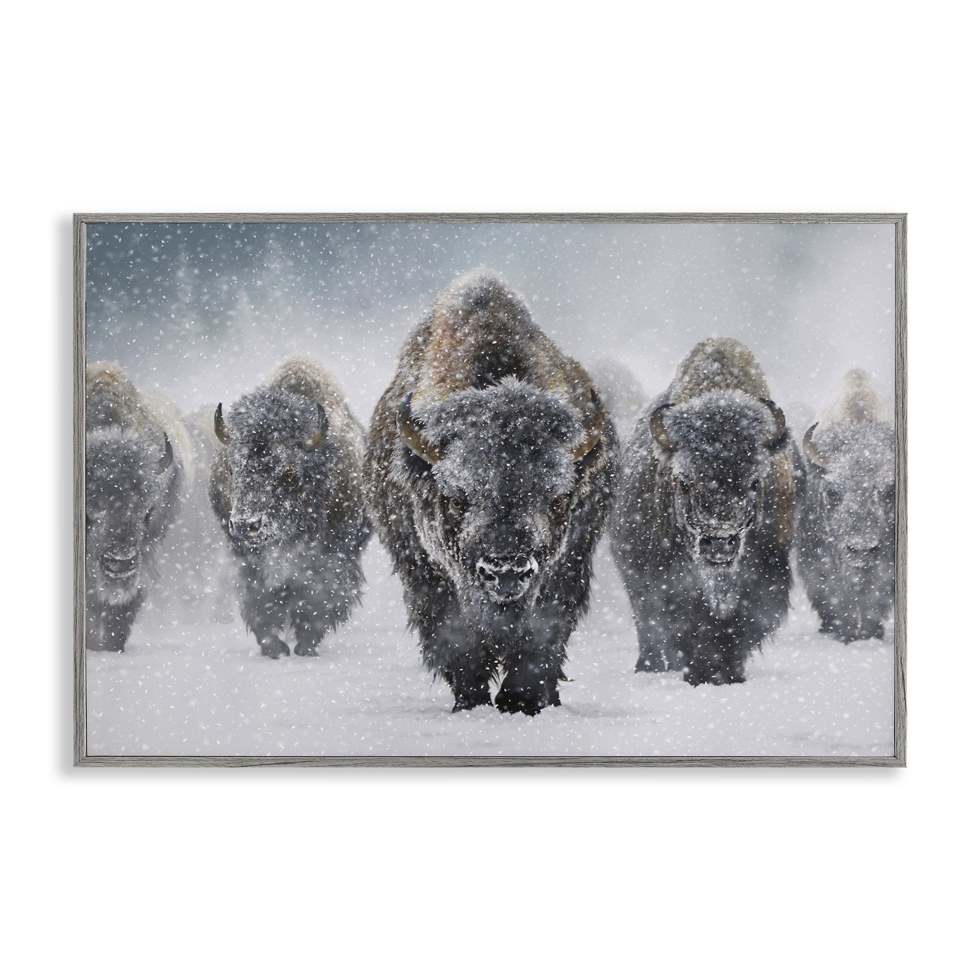 Stupell Industries Indomitable Bison in Snow Animals Photography Gray Framed Art Print Wall Art, 24 x 16