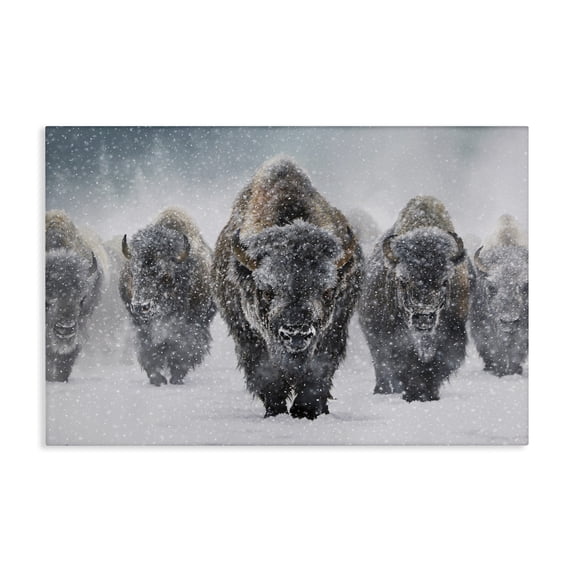 Stupell Industries Indomitable Bison in Snow Animals Photography Wrapped Canvas Art Print Wall Art, 30 x 20