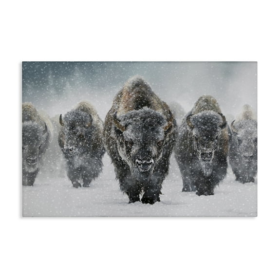 Stupell Industries Indomitable Bison in Snow Animals Photography Wrapped Canvas Art Print Wall Art, 36 x 24