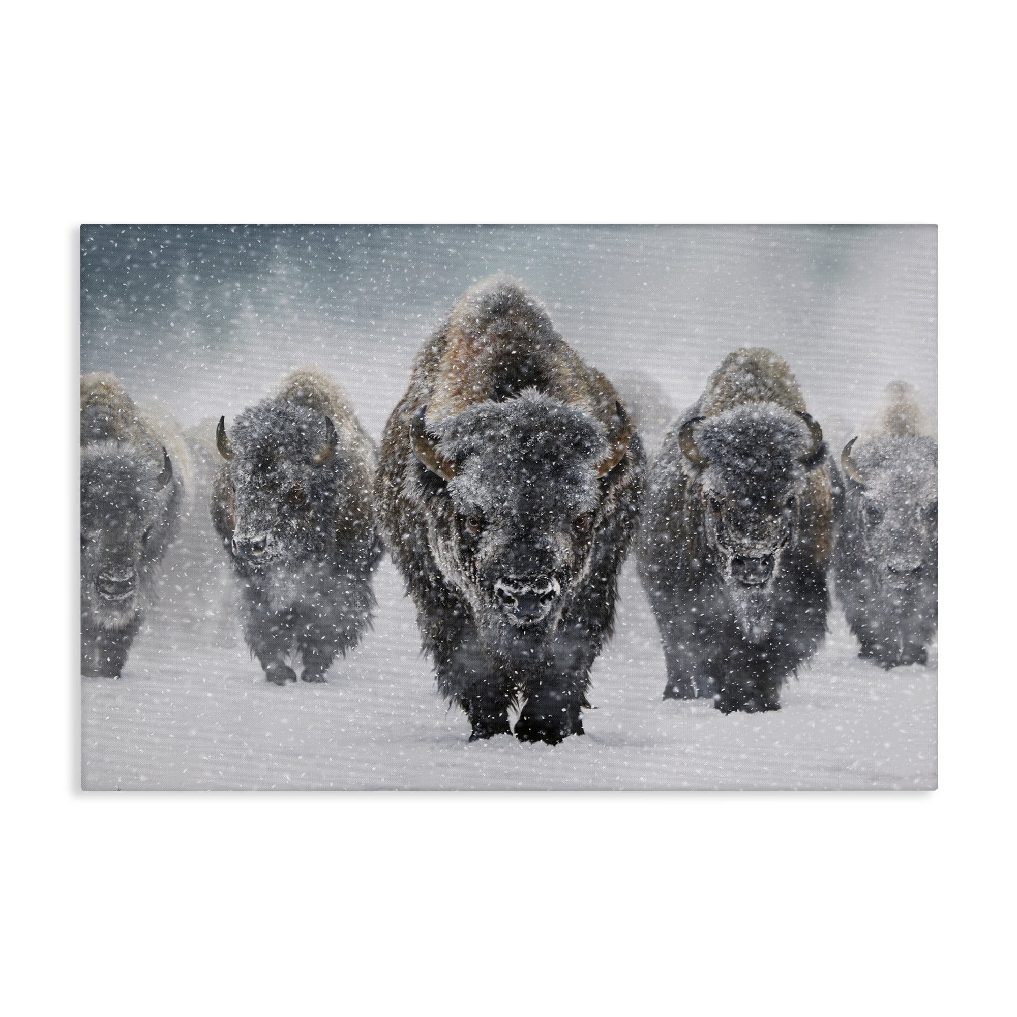 Stupell Industries Indomitable Bison in Snow Animals Photography Wrapped Canvas Art Print Wall Art, 45 x 30