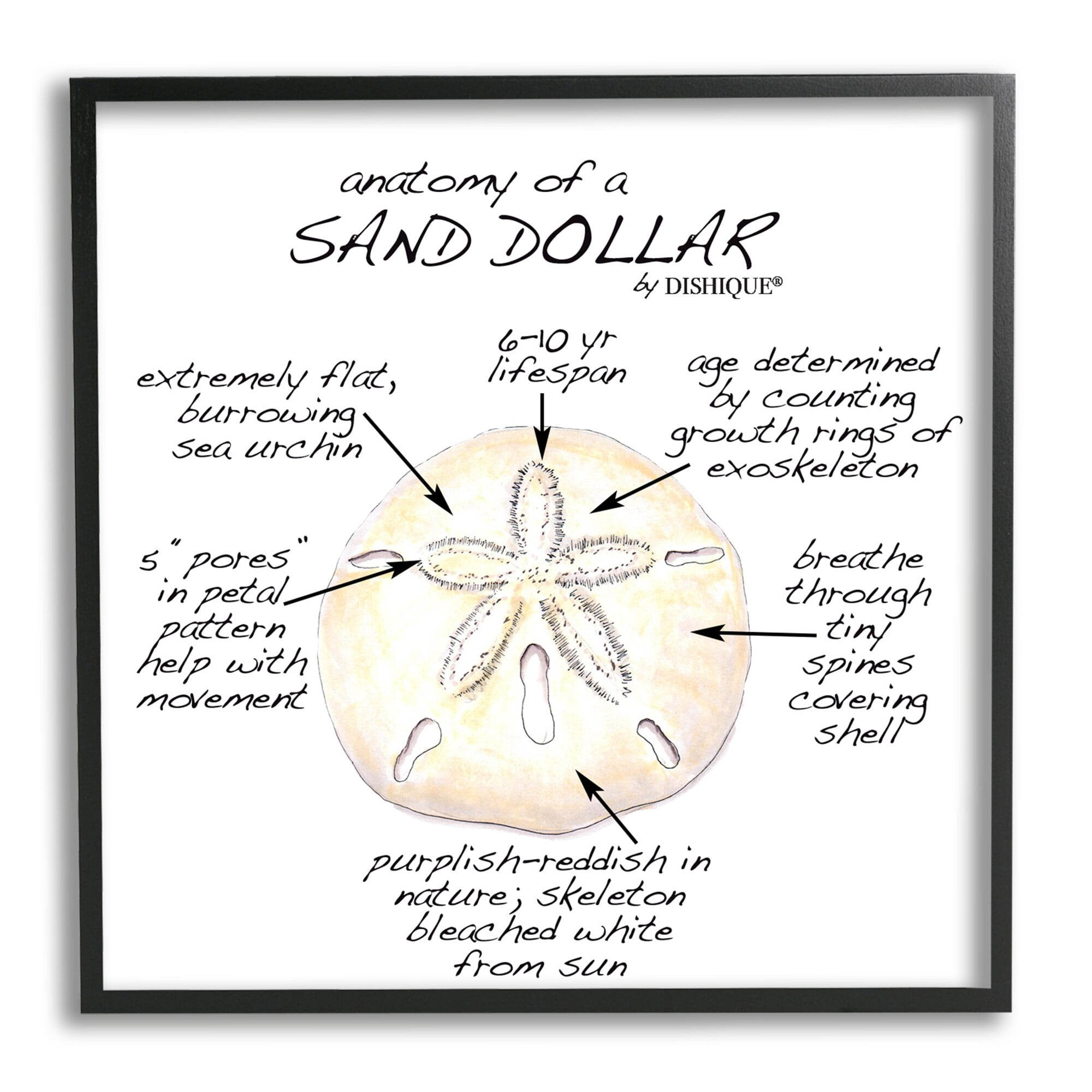 Stupell Industries Informative Sand Dollar Learning Chart Nautical Education Graphic Art Black Framed Art Print Wall Art, Design by Dishique