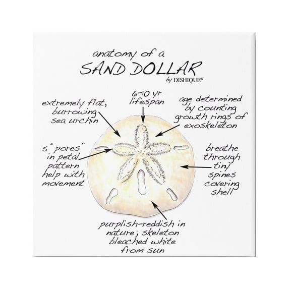 Stupell Industries Informative Sand Dollar Learning Chart Nautical Education Graphic Art Gallery Wrapped Canvas Print Wall Art, Design by Dishique