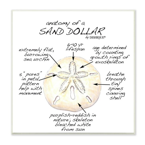 Stupell Industries Informative Sand Dollar Learning Chart Nautical Education Graphic Art Unframed Art Print Wall Art, Design by Dishique