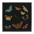 thumbnail image 1 of Stupell Industries Eclectic Insects Group on Black Black Floating Frame Canvas Art, 18 x 18, by Dan Meneely, 1 of 8