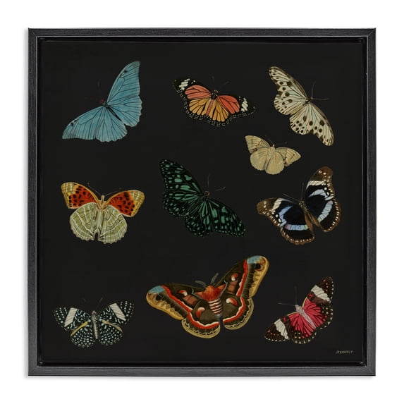 Stupell Industries Eclectic Insects Group on Black Black Floating Frame Canvas Art, 18 x 18, by Dan Meneely