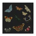 thumbnail image 1 of Stupell Industries Eclectic Insects Group on Black Canvas Art, 17 x 17, by Dan Meneely, 1 of 8
