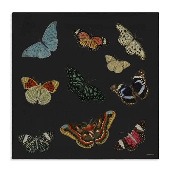 Stupell Industries Eclectic Insects Group on Black Canvas Art, 17 x 17, by Dan Meneely