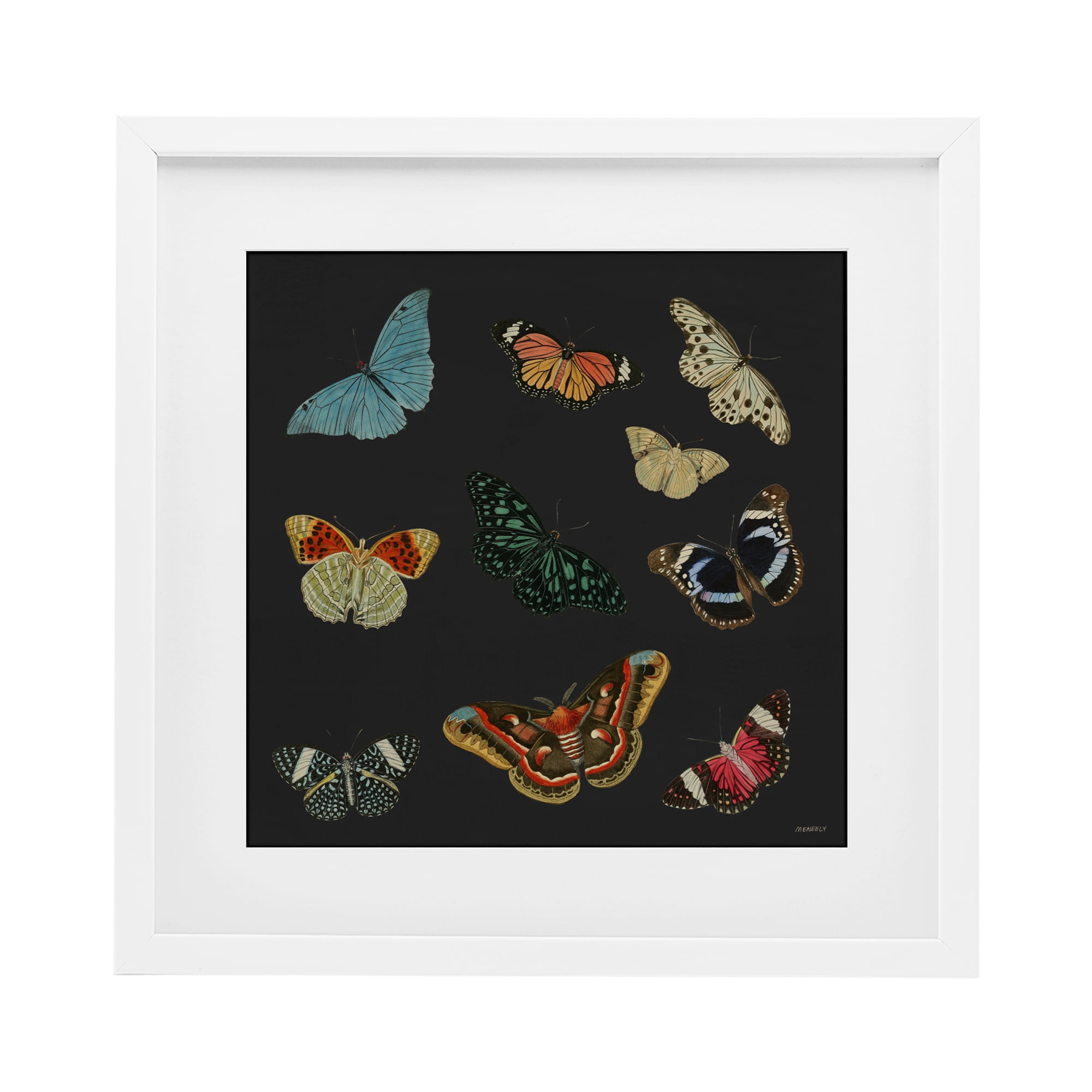 Stupell Industries Insects Group on Black White Framed Print Under Glass, design by Dan Meneely
