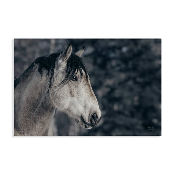 Stupell Industries Intense Gaze Stallion Animals & Insects Photography Gallery Wrapped Canvas Art Print Wall Art, 24 x 16